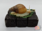Preview: Lissachatina Fulica Rodatzi Albino Body Starterpack